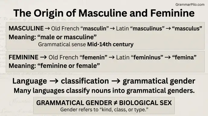 The Origin of Masculine and Feminine