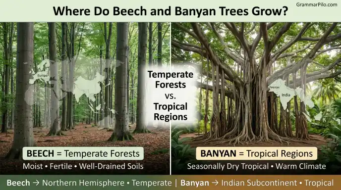 Where Do Beech and Banyan Trees Grow?
